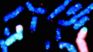 Science gets closer to artificial life with first synthetic chromosome